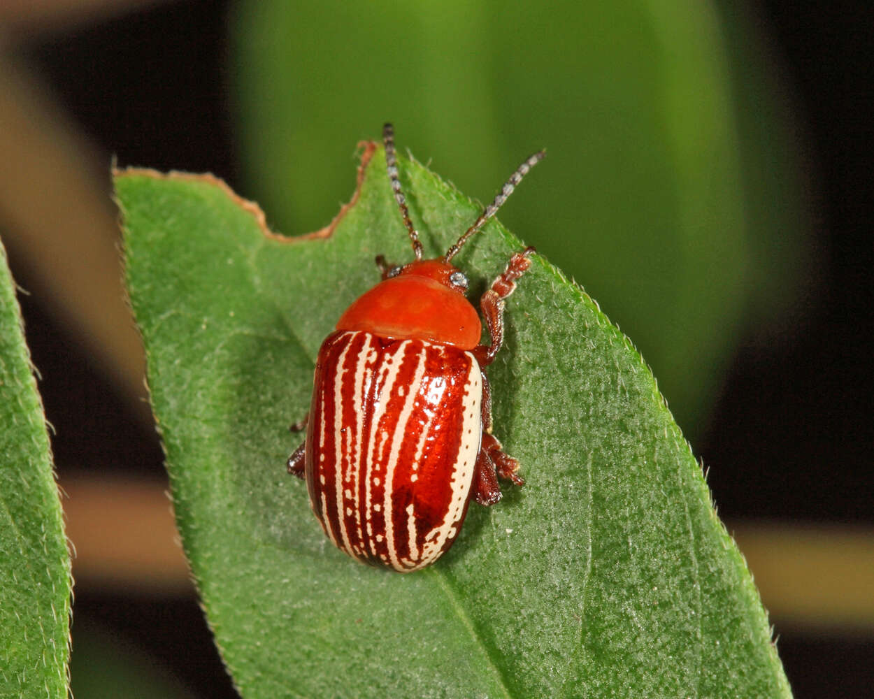 Слика од Blepharida (Blepharida) rhois (Forster 1771)