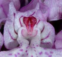 Image of Three-toothed orchid