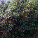 Image of mountain fetterbush