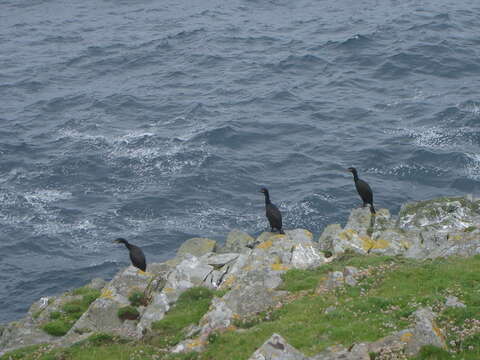 Image of European Shag