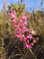 Image of Tritoniopsis ramosa (Klatt) G. J. Lewis