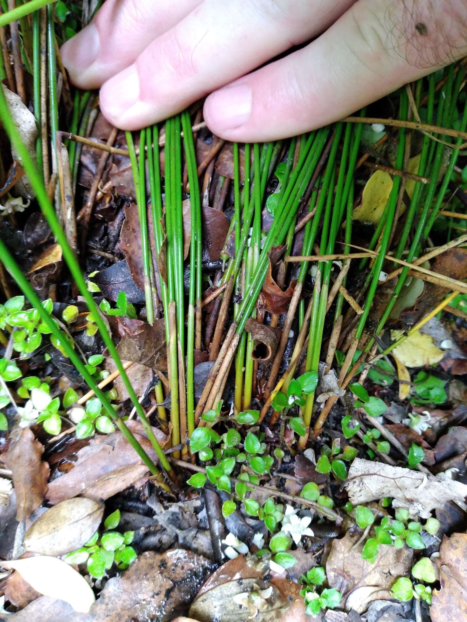 Слика од Juncus distegus Edgar