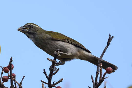 Слика од Saltator albicollis guadelupensis Lafresnaye 1844