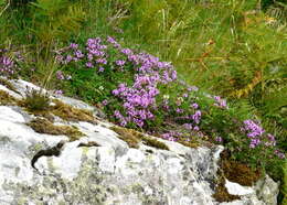 Image of creeping thyme