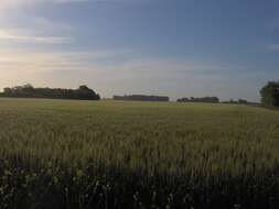 Image of common barley