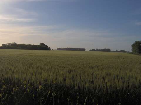 Image of common barley