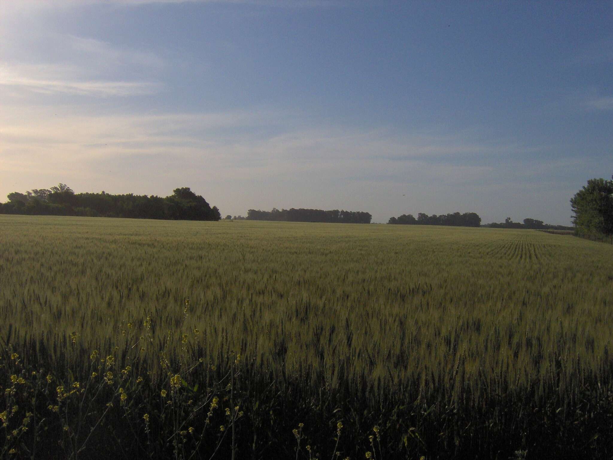 Image of common barley