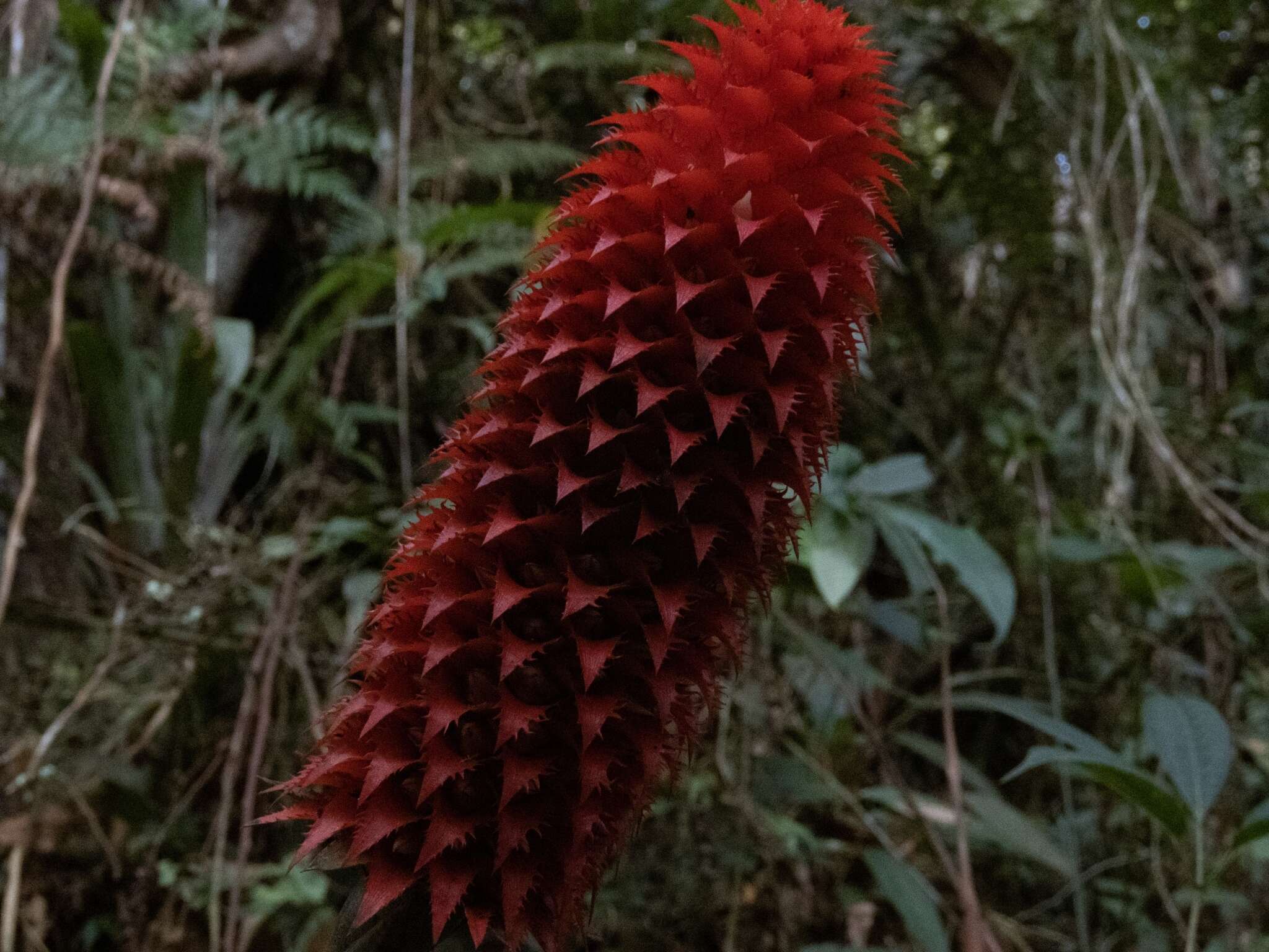 Image of Ronnbergia veitchii (Baker) Aguirre-Santoro