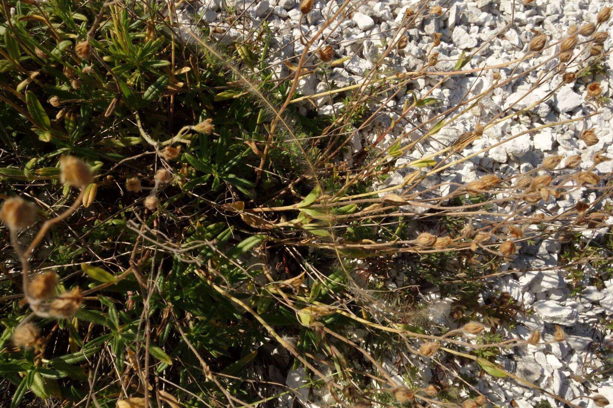 Image of Helianthemum rupifragum A. Kerner