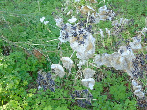 Image of Smyrnium perfoliatum subsp. rotundifolium (Mill.) Bonnier & Layens