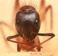 Image of Florida Carpenter Ant