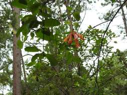 Image of Lonicera pilosa Willd. ex Kunth