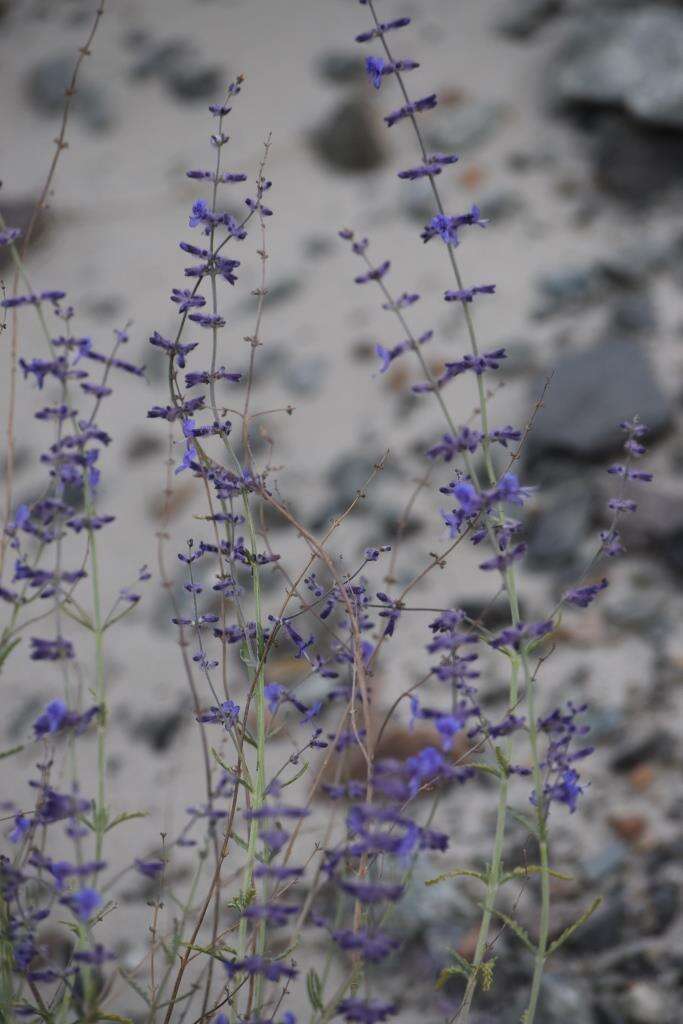 Image of <i>Salvia abrotanoides</i>