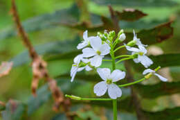 Image of Seaside Bittercress