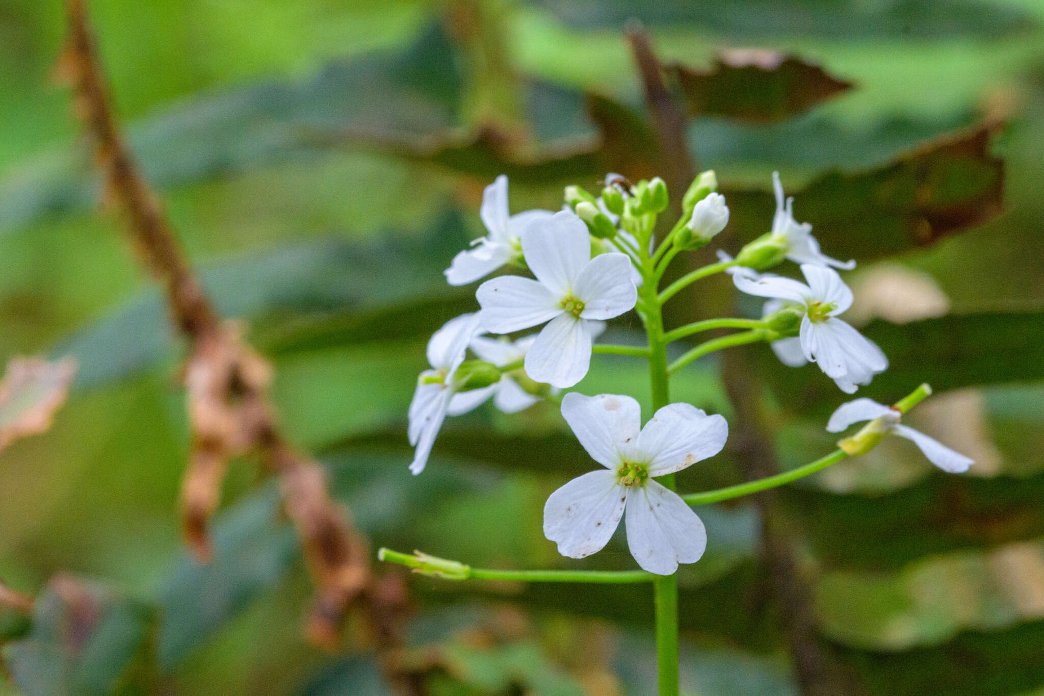 Image of Seaside Bittercress