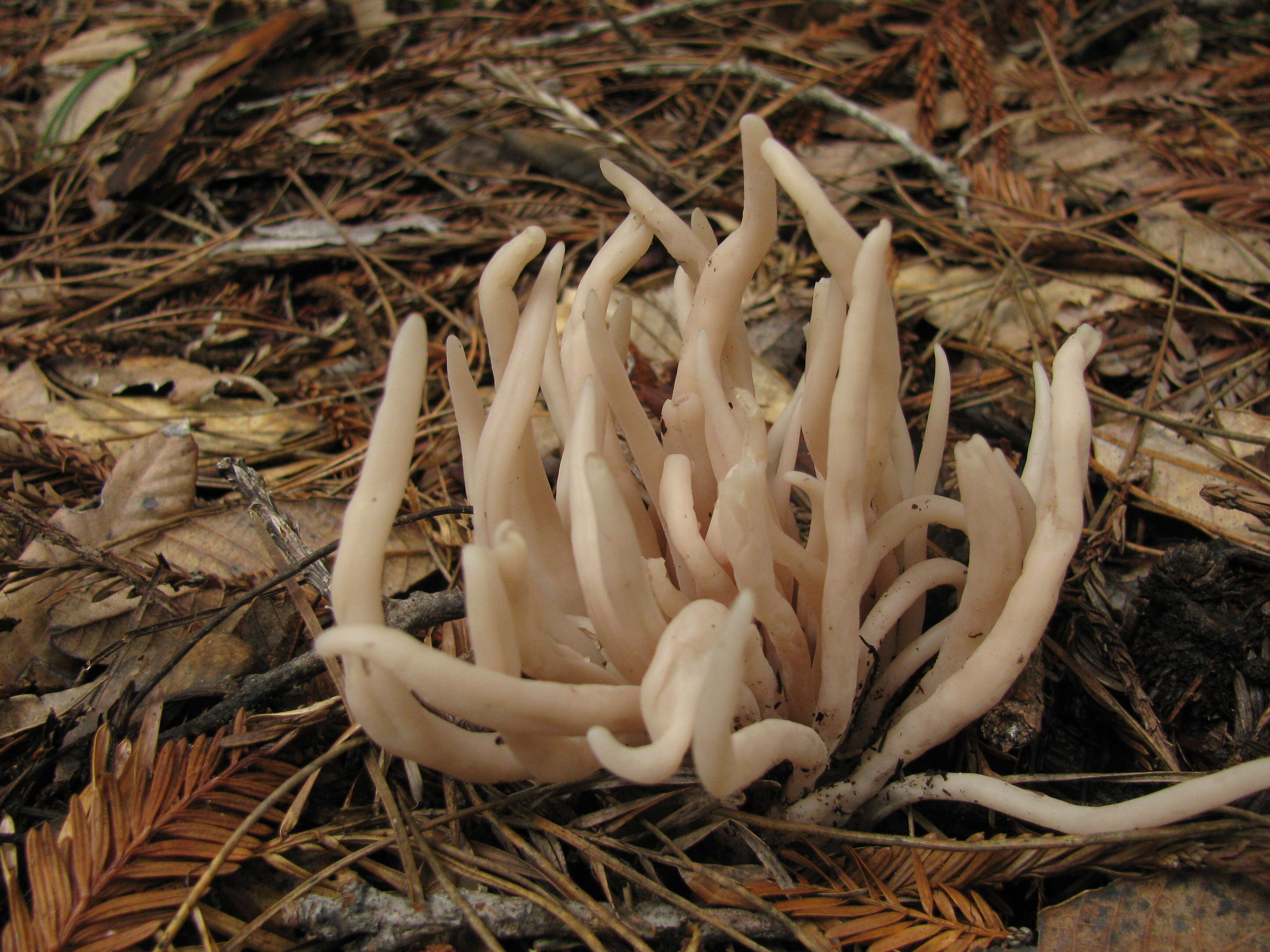 Image of Clavaria fumosa Pers. 1796