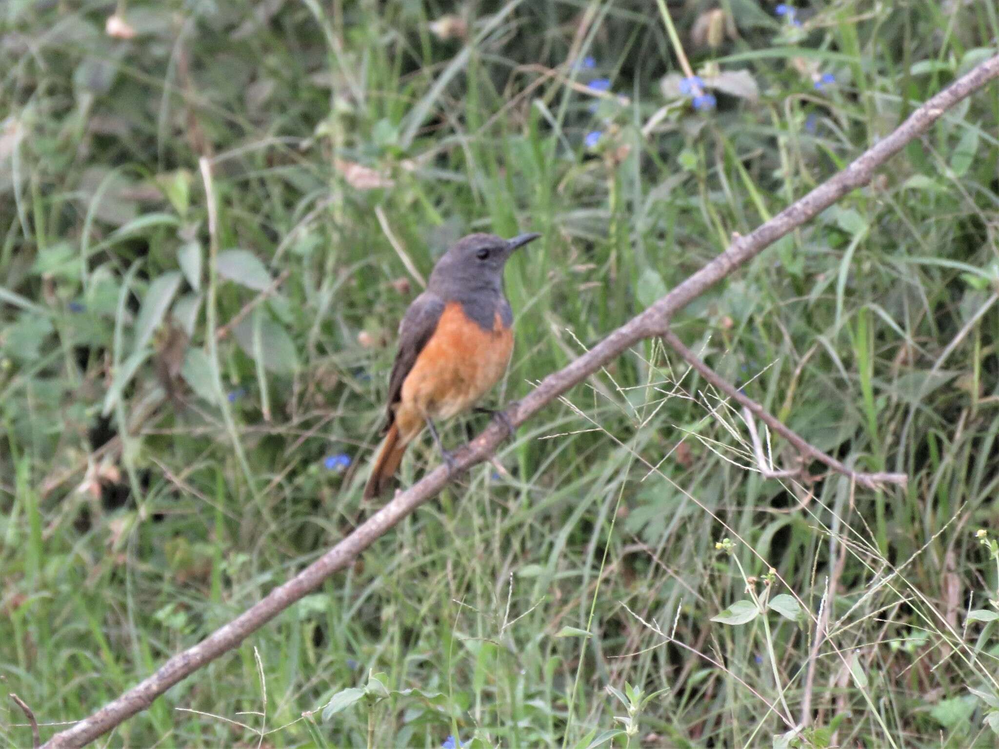 Plancia ëd Monticola rufocinereus (Rüppell 1837)