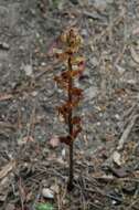 Image of Orobanche gracilis Sm.