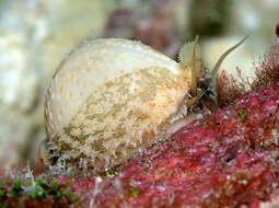 Image of chick-pea cowrie