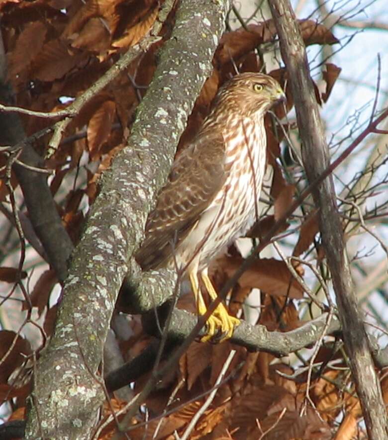 Image of Cooper's Hawk