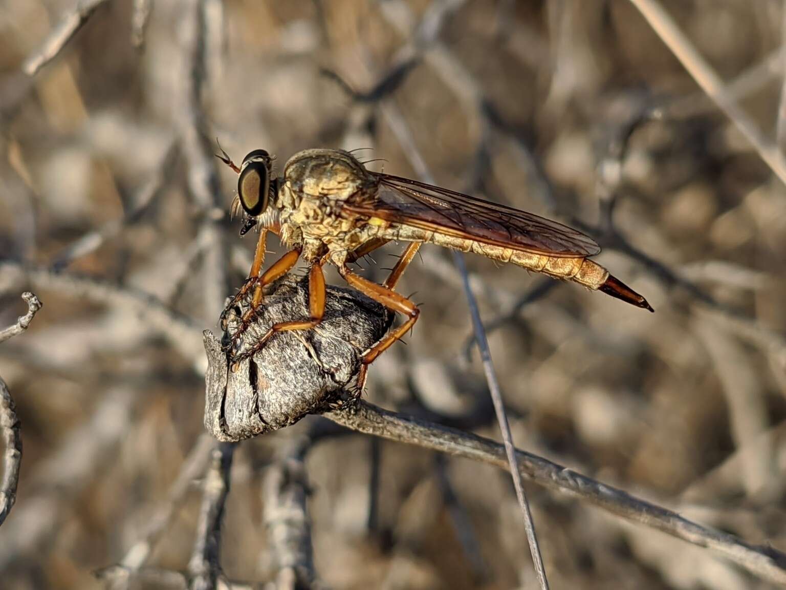 Plancia ëd <i>Aneomochtherus ochriventris</i>