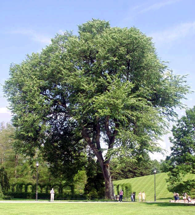 Image of American elm