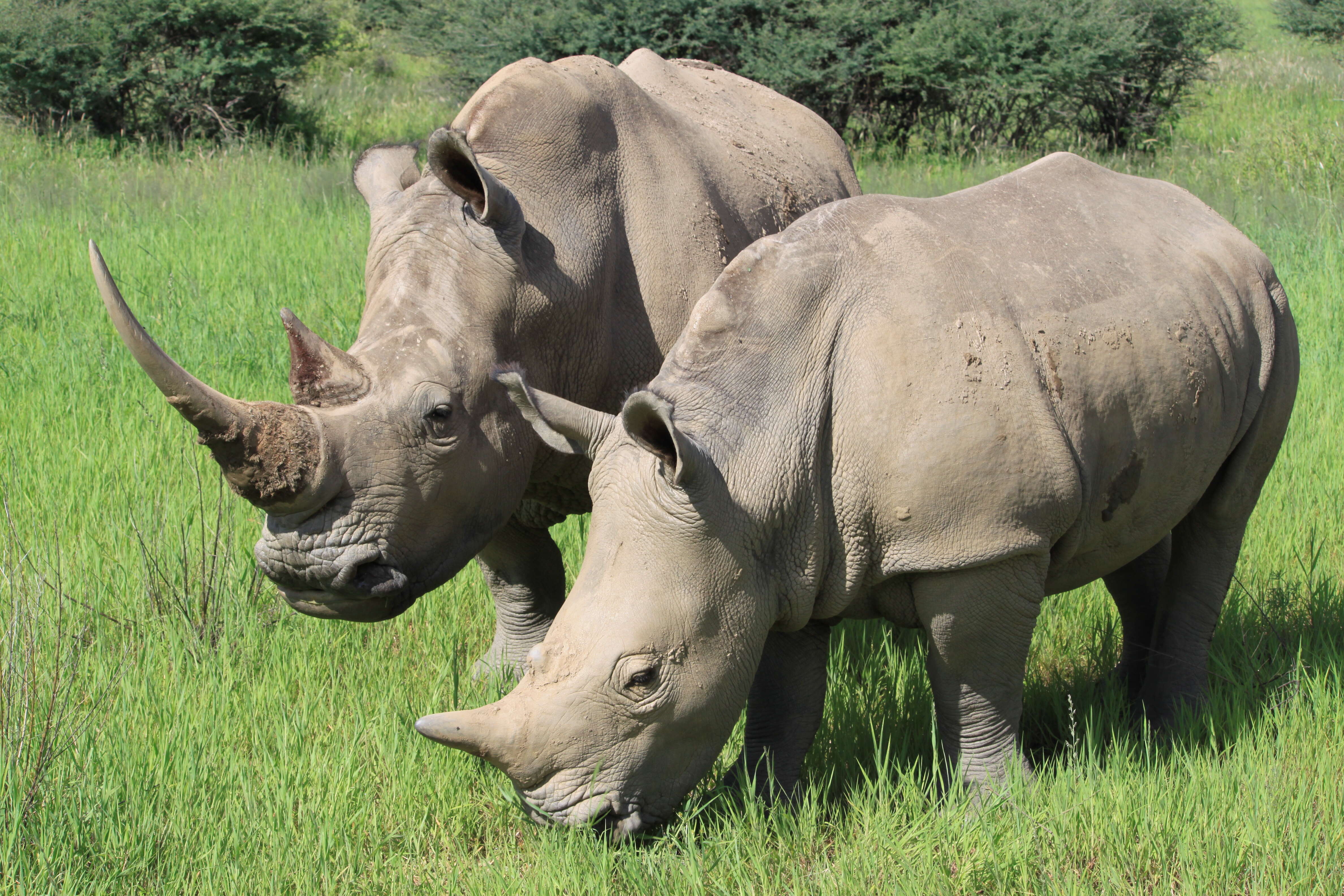 Image of Ceratotherium simum simum