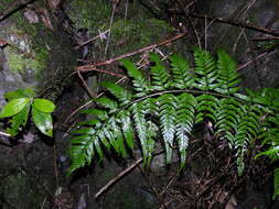 Polystichum drepanum (Sw.) C. Presl resmi