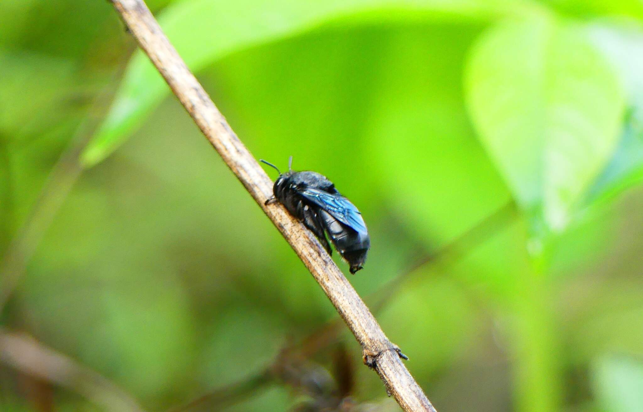 Image of Amegilla violacea (Lepeletier 1841)