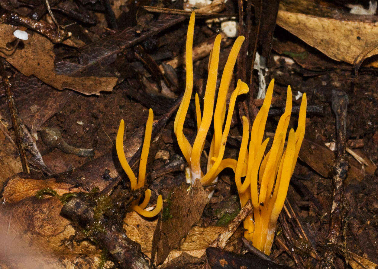 Image of Clavulinopsis amoena (Zoll. & Moritzi) Corner 1950