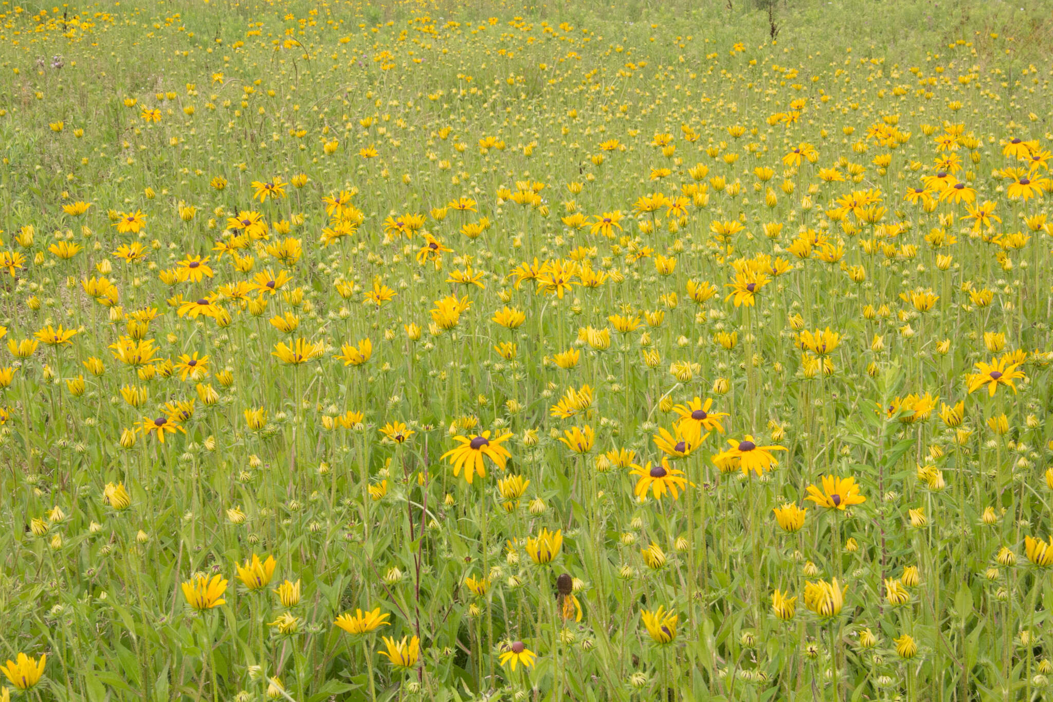 Sivun Rudbeckia hirta var. pulcherrima Farw. kuva