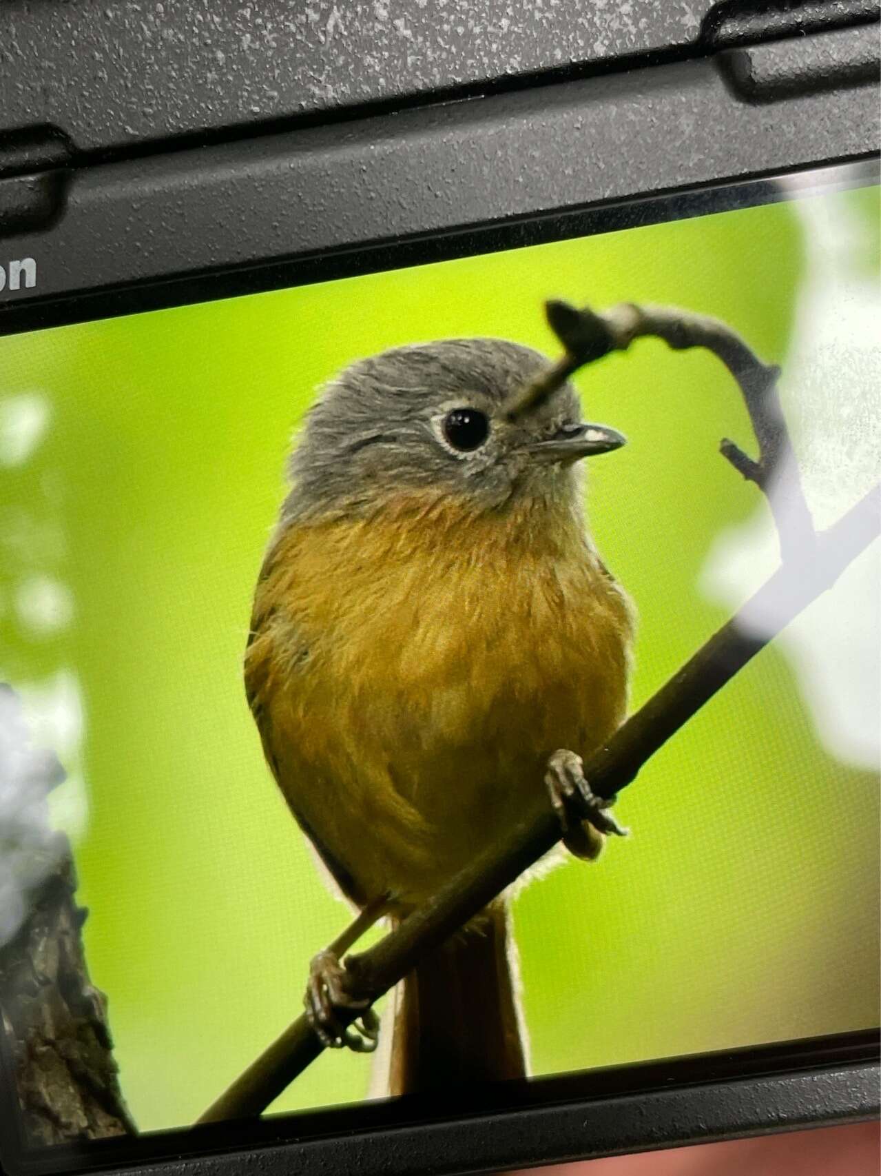 Image of Yunnan Fulvetta