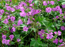 Image of high mallow