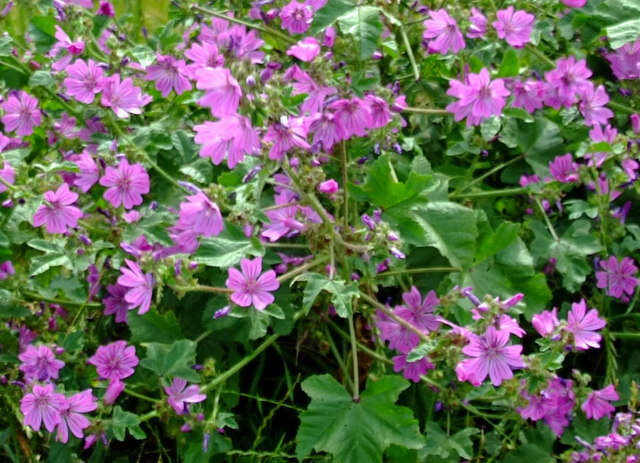 Image of high mallow