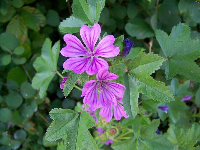 Image of high mallow