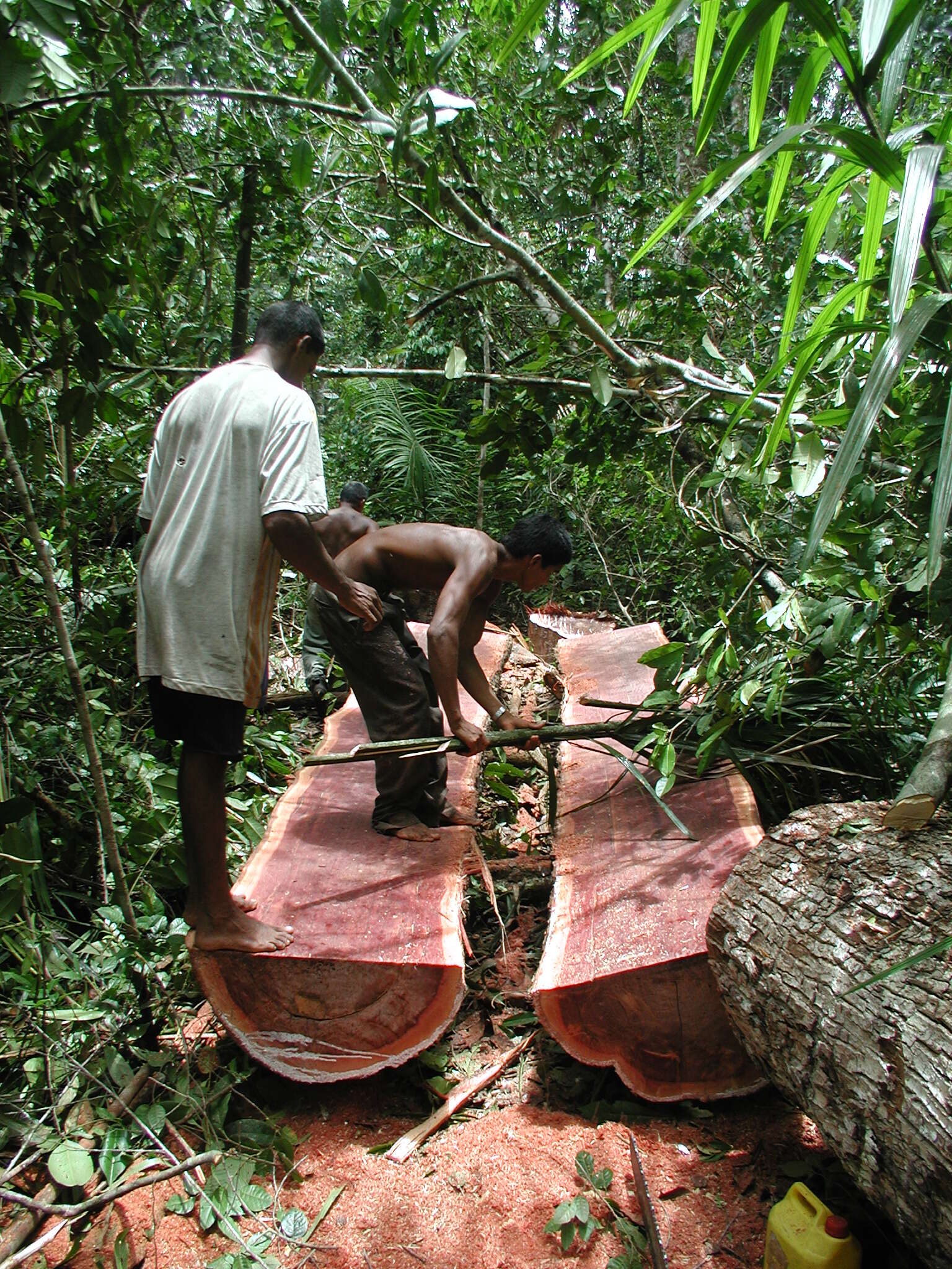 Imagem de Manilkara bidentata (A. DC.) A. Chev.