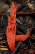 Image of Clavulinopsis sulcata Overeem 1923