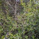 Image of Texan hogplum