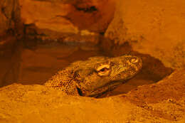 Image of Komodo Dragon