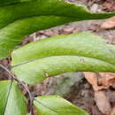 Image of dwarf netvein hollyfern