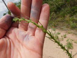 Image of Erigeron blakei Cabrera