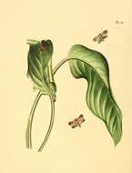 Image de Montrichardia arborescens (L.) Schott