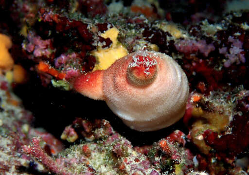 Image of red sea-squirt