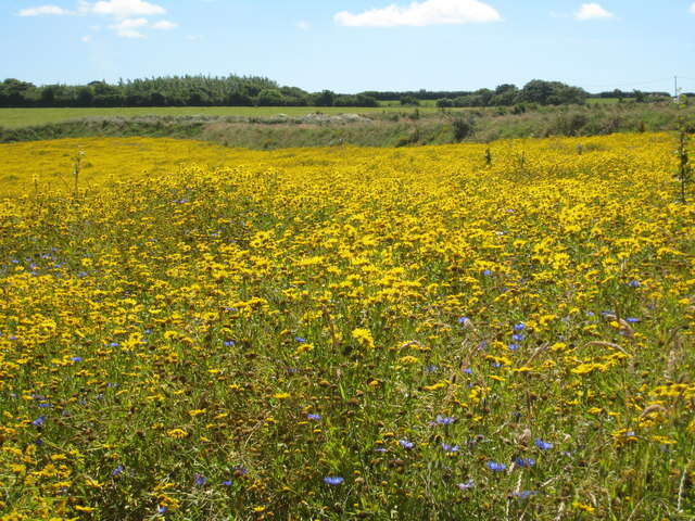 Image of corndaisy