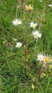 Image of Leucanthemum rotundifolium (Willd.) DC.