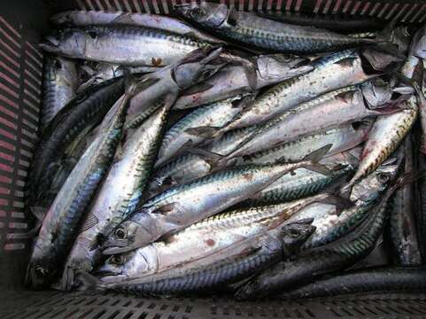 Image of Atlantic Mackerel