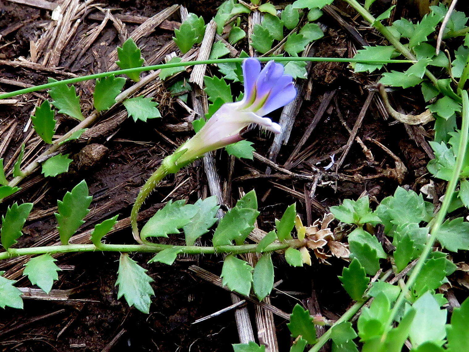 Image of Lobelia thermalis Thunb.