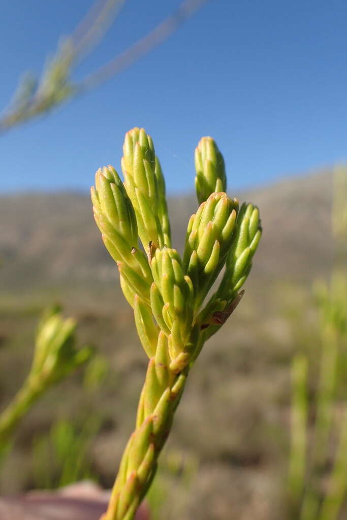 Image of Leucadendron corymbosum Berg.