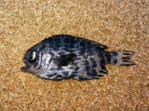 Image of Pelagic butterfish