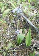 Image of Scilla monophyllos Link